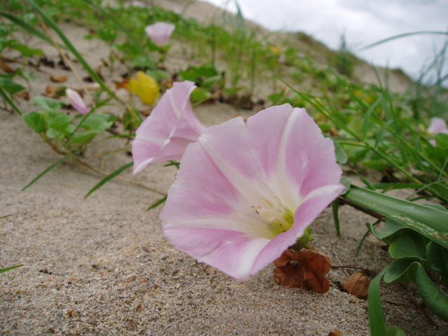 photo of Calystegia soldanella