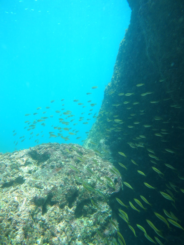 タイトル　海中風景その1