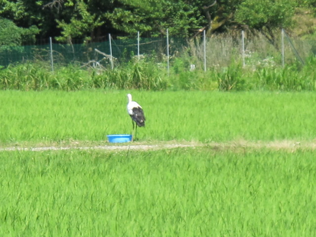 タイトル　コウノトリ