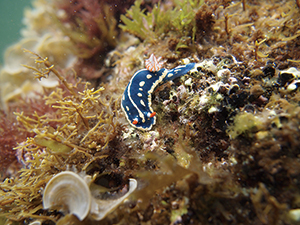 photo of Hypselodoris festiva