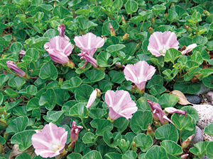 photo of Calystegia soldanella