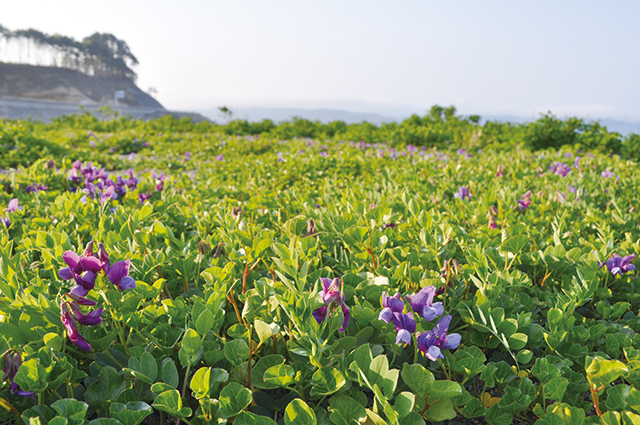 photo of Tofugaura Beach