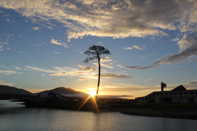 photo of Miracle Lone Pine Tree