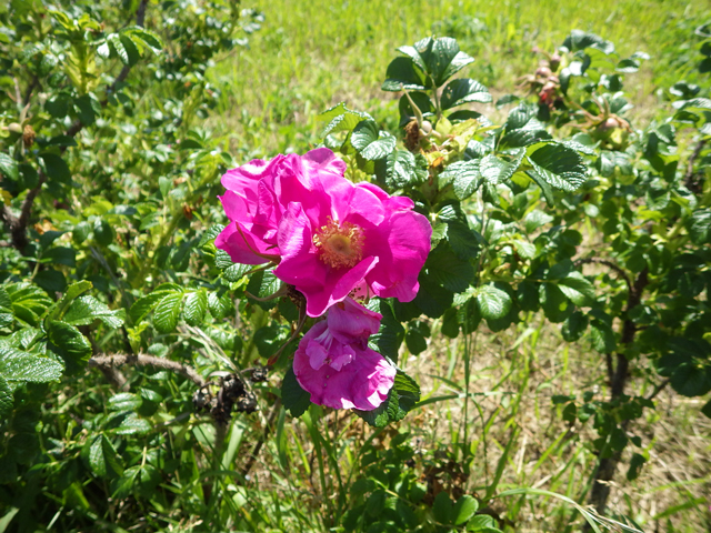 photo of Japanese Rose