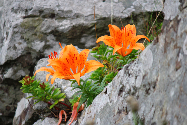 photo of Thunberg Lily