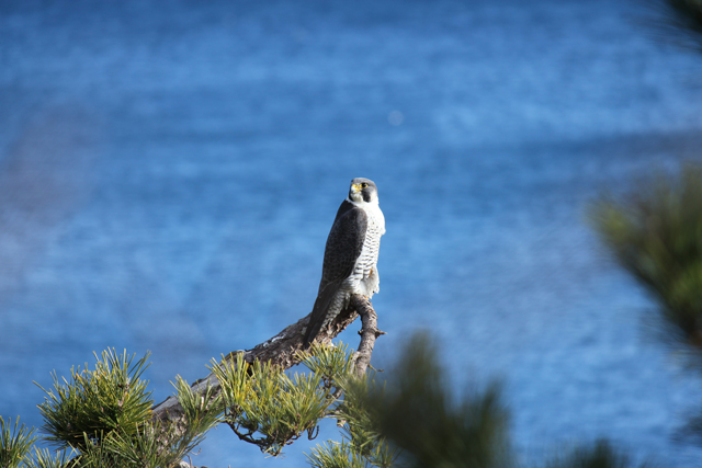 photo of Peregrine Falcon