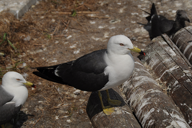 photo of Black-tailed Gull