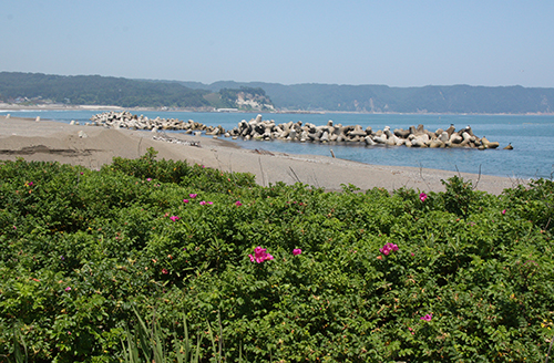 米田浜【岩手県野田村】