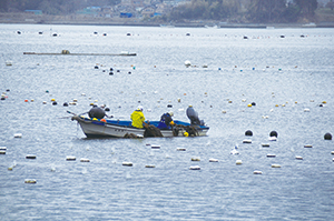 photo of Scene of the Wakame Seaweed Harvest