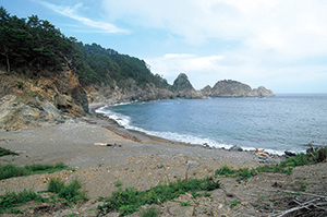 栃内浜の礫浜、海浜植生と海食海岸の写真