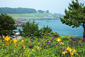 種差海岸のお花畑の写真