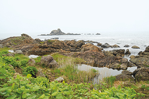 photo of Coastal Salt Marshes