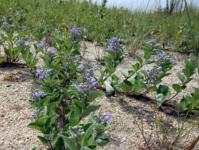 photo of Vitex rotundifolia