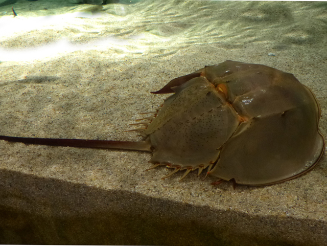 カブトガニの写真