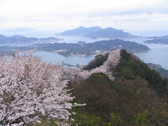 タイトル　積善山の桜（愛媛県上島町）