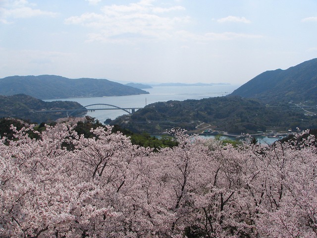 タイトル　伯方島開山の桜（愛媛県今治市）