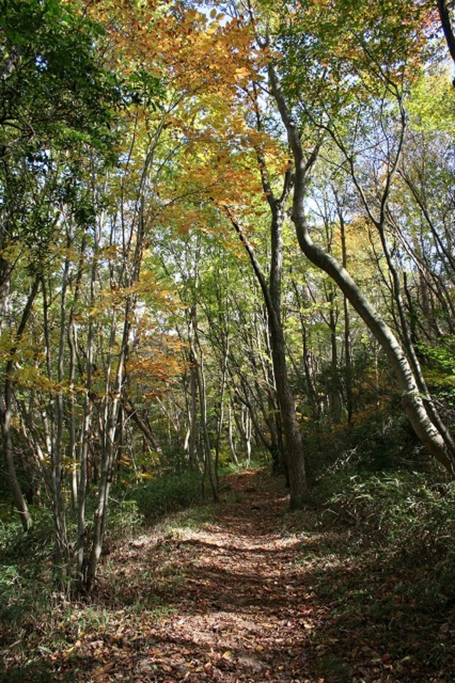 タイトル　シェール道