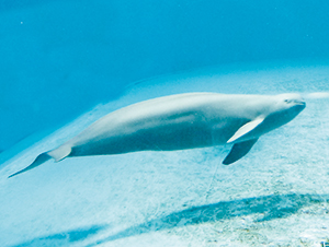 photo of Finless Porpoise