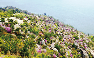 photo of <em>Rhododendron reticulatum</em>