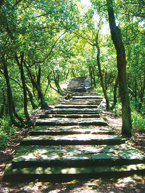 photo of A Pure Forest of <em>Quercus phillyraeoides</em>