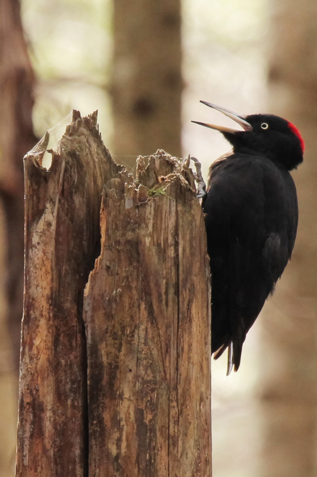 photo of Black Woodpecker