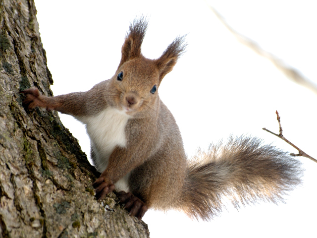 pohto of Hokkaido Squirrel
