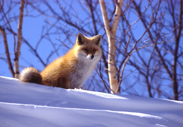 キタキツネの写真