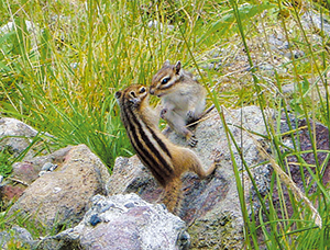 photo of Chipmunk