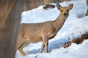 photo of Ezo Deer