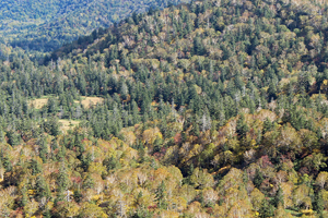 photo of Mixed Forest of Conifers and Broad-Leaved Trees