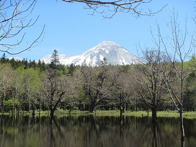 photo of Needleleaf and Broadleaf Tree Forest Populated with Sakhalin Fir and Other Trees