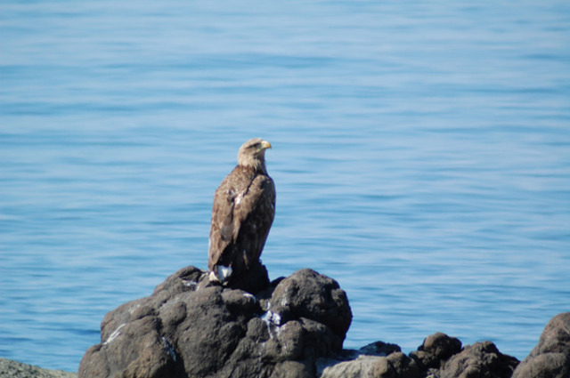 photo of White-tailed Sea Eagle