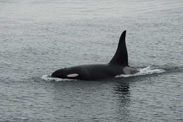 photo of Killer Whale