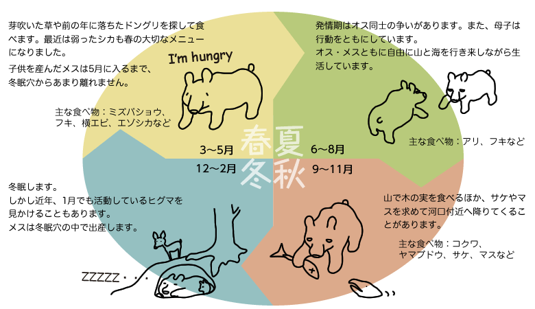 知床のヒグマの一年について。 春3～5月は芽吹いた草や前の年に落ちたドングリを探して食べます。最近は弱ったシカも春の大切なメニューになりました。子供を産んだメスは5月に入るまで、冬眠穴からあまり離れません。  主な食べ物：ミズバショウ、フキ、ヨコエビ、エゾシカなど。 夏6～8月は発情期はオス同士の争いがあります。また、母子は行動をともにしています。オス・メスともに自由に山と海を行き来しながら生活しています。主な食べ物：アリ、フキなど。秋9～11月は山で木の実を食べるほか、サゲやマスを求めて河口付近へ降りてくることがあります。主な食べ物：コクワ、ヤマプトウ、サケ、マスなど。冬12～2月は冬眠します。しかし近年、1月でも活動しているヒグマを見かけることもあります。メスは冬眠穴の中で出産します。