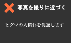 写真を撮りに近づくのは危険。 ヒグマの人慣れを促進します。