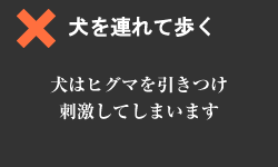 犬を連れて歩くのは危険。 犬はヒグマを引きつけ刺激してしまいます。