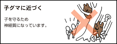 子グマに近づかないでください。子を守るため神経質になっています