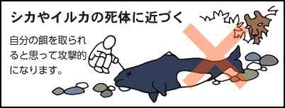 シカや海獣類の死体に近づかないこと。自分の餌をとられると思って攻撃的になります。