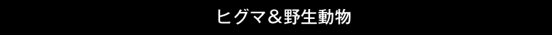 ヒグマ＆野生動物