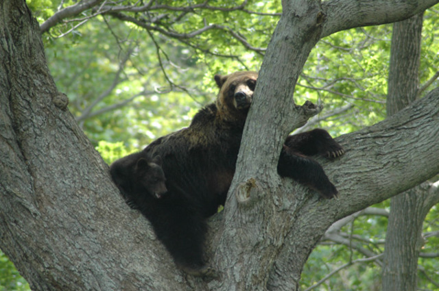 タイトル　木の上のヒグマの親子