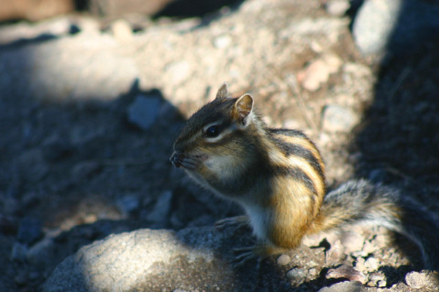 タイトル　ハイマツの実を食べるエゾシマリス