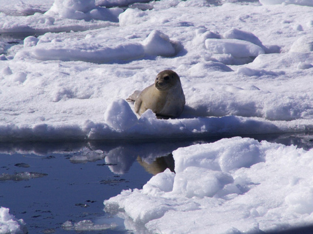 タイトル　流氷上のゴマフアザラシ