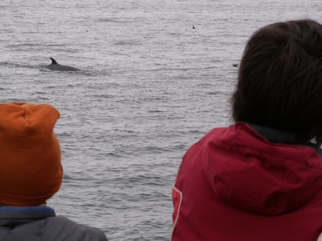 タイトル　ミンククジラを観光船から観察