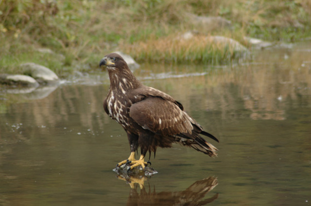 タイトル　川にいるオジロワシ幼鳥