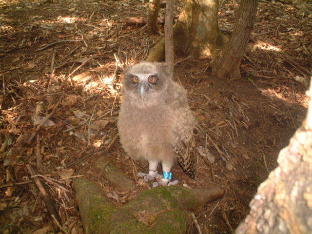 タイトル　標識をつけられたシマフクロウ