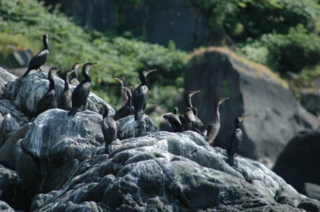 タイトル　海を眺めるウミウ