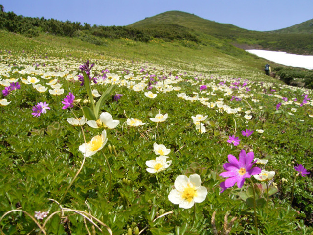 タイトル　サシルイ岳に現れたお花畑