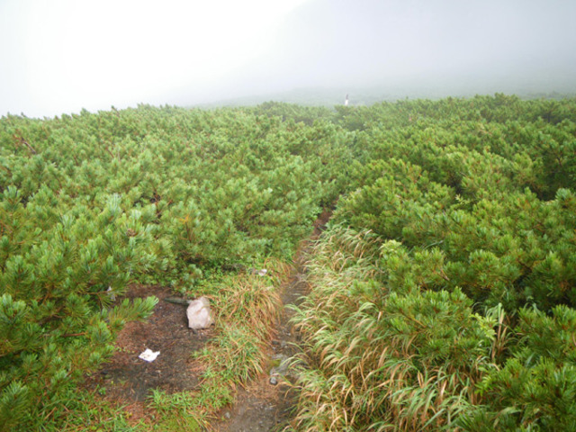 タイトル　登山道脇に捨てられたトイレットペーパー