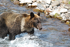 photo of Brown Bear