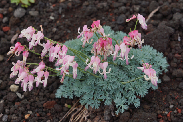 photo of Dicentra peregrina